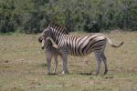 safrica10_image93.jpg